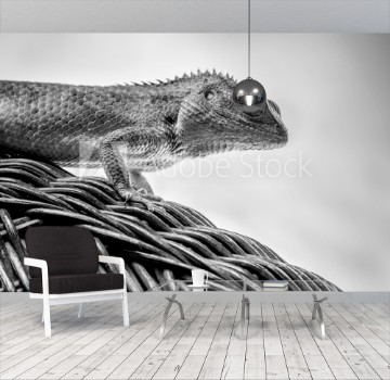 Picture of Beautiful monochrome bearded Dragon lizard looking at the camera and resting on vine chair with smoky white and black background